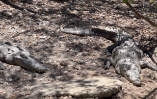 Tras mutilación de cocodrilo ¿Reforzarán vigilancia en el Estero