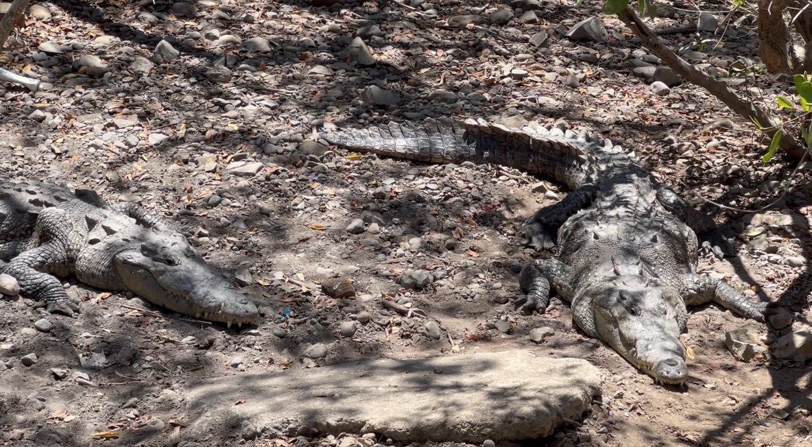 Tras mutilación de cocodrilo ¿Reforzarán vigilancia en el Estero 