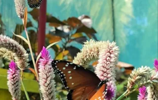 Mariposario Jardín Mágico: Un espacio para la conservación de polinizadores