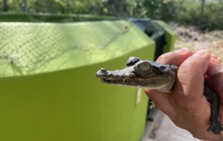 Desfragmentación del hábitat del cocodrilo los hace más visibles en Puerto Vallarta