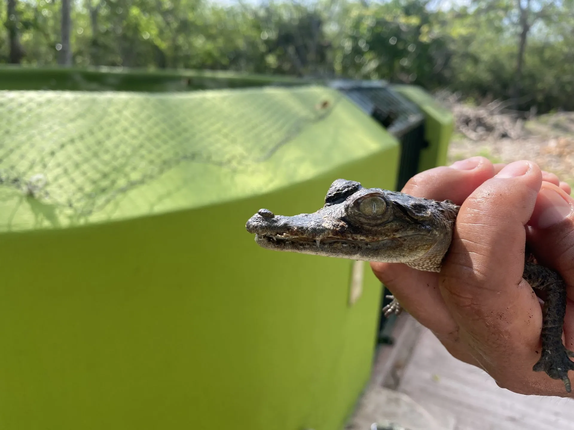 Desfragmentación del hábitat del cocodrilo los hace más visibles en Puerto Vallarta