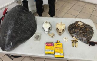 Guardavidas reciben capacitación por temporada de tortugas