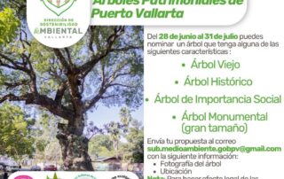 Convocatoria para nominar árbol con valor patrimonial