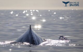 Nado por Las Ballenas